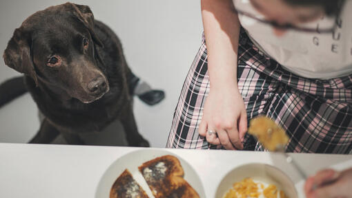 Is wheat bread shop bad for dogs